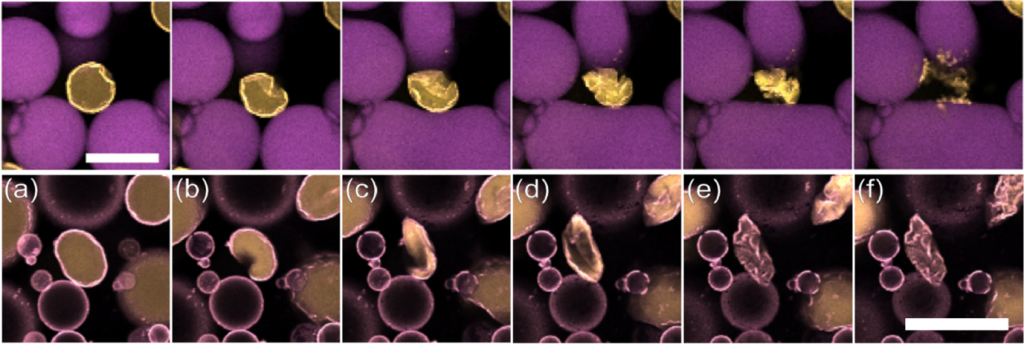 A top row of images shows a water droplet exploding due to the prescence of other ingredients in the emulsion. A bottom row of images shows a similar water droplet, now strengthened with toluene crumpling, rather than exploding.