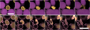 A top row of images shows a water droplet exploding due to the prescence of other ingredients in the emulsion. A bottom row of images shows a similar water droplet, now strengthened with toluene crumpling, rather than exploding.