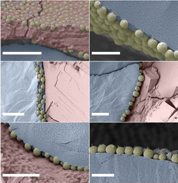 A series of microscopy images that show droplets of sugar solutions surrounded by stabilising colloidal particles.