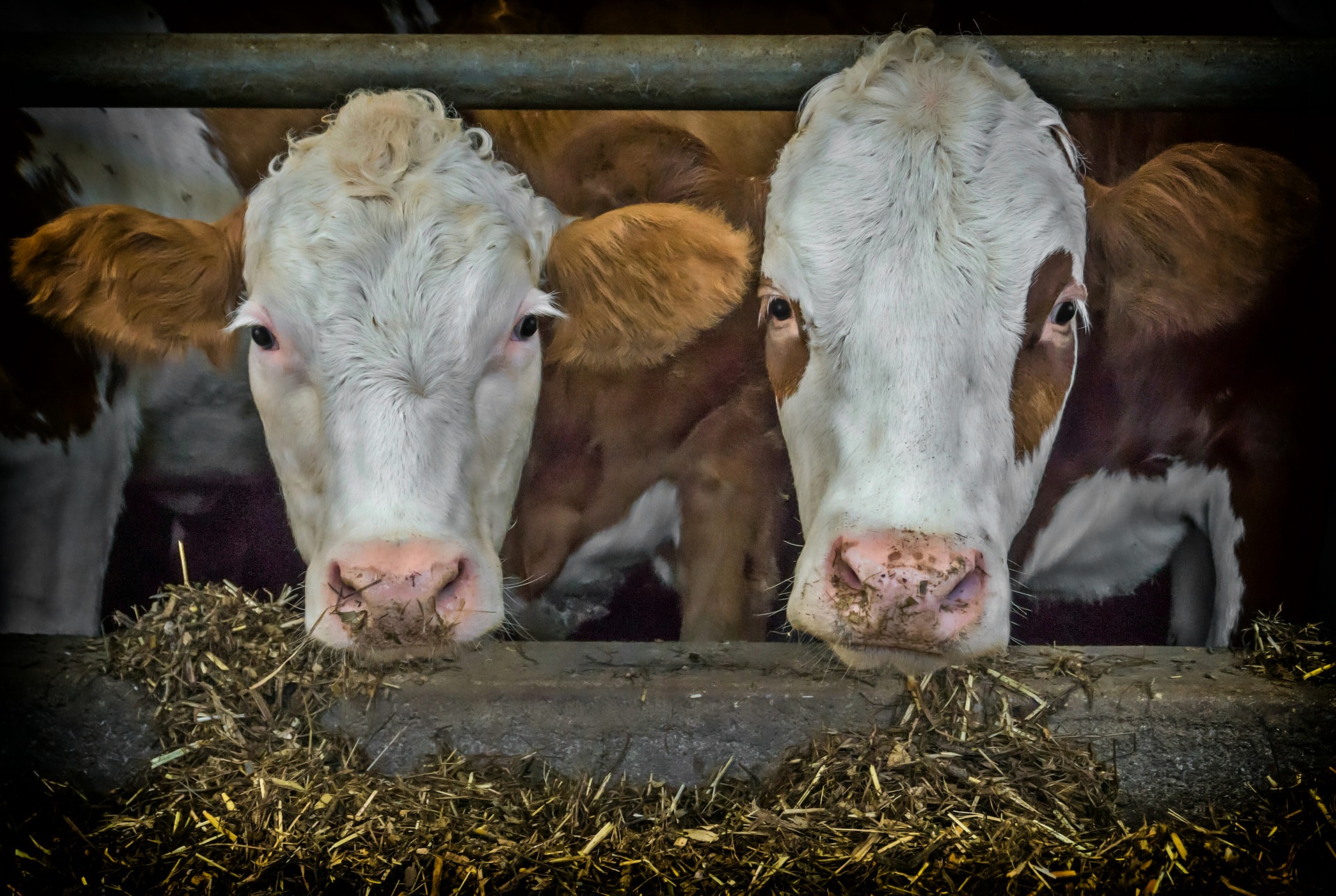 Two cows feeding on hay