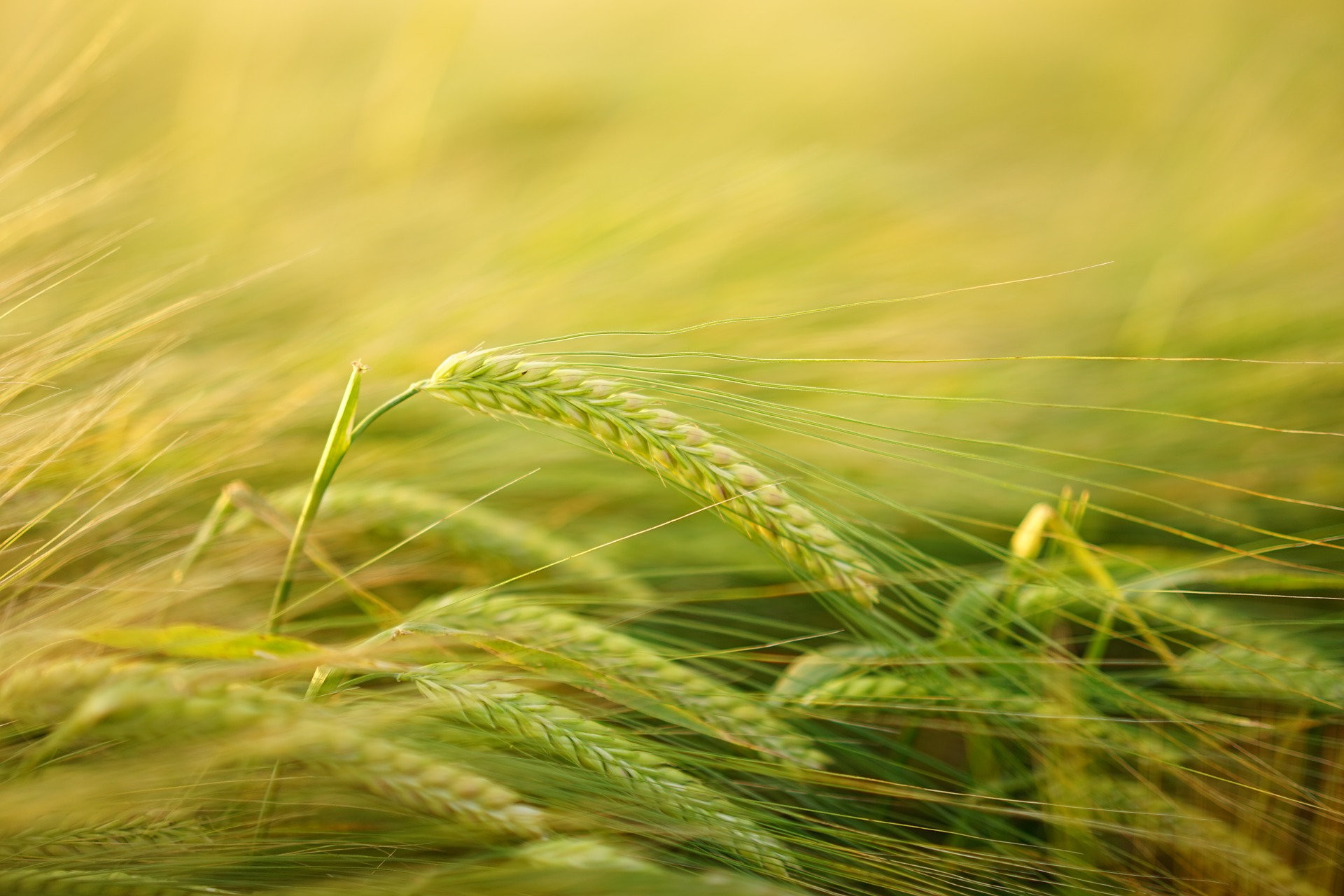 Close up of barley in a field