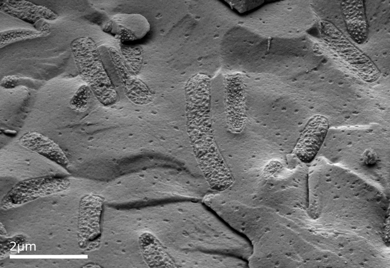 Cryo-SEM of bacteria in water using the SESI detector.
