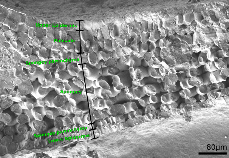 Freeze-fractured cryo-SEM image of a common privet leaf (Ligustrum vulgare) epidermis.
