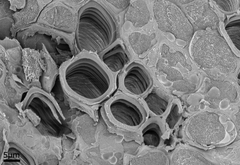 Freeze-fractured cryo-SEM image of a common privet (Ligustrum vulgare) stem cross-section., showing a close-up of the xylem