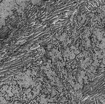 A greyscale cryo-SEM image of a Quorn product.