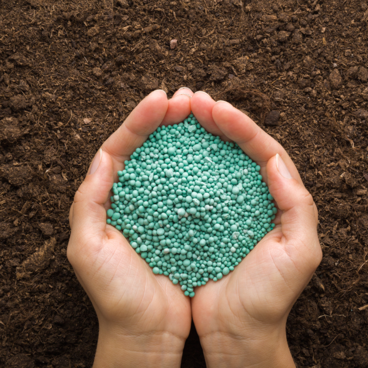 Cupped hands holding a pile of blue, granulated fertilizer over soil.